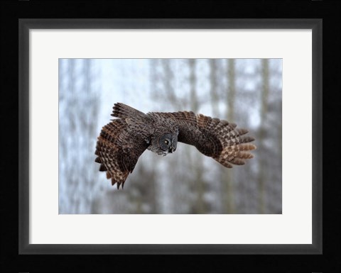 Framed Soaring Print