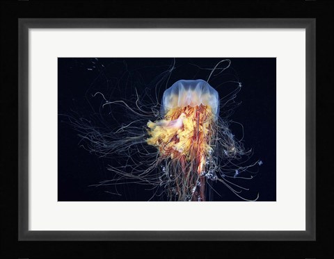 Framed Giant Lion's Mane Print