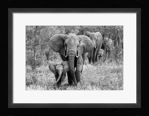 Framed Elefamily Print