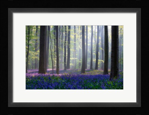 Framed Bluebells Print