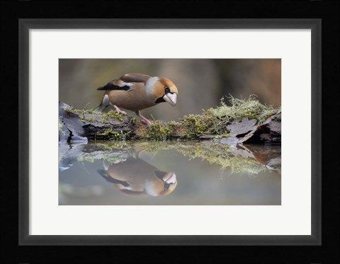 Framed Narcissus Print