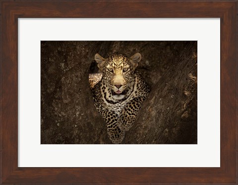 Framed Leopard Resting On A Tree At Masai Mara Print