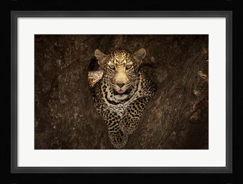 Framed Leopard Resting On A Tree At Masai Mara Print