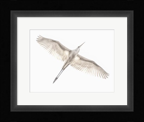 Framed Fly Print
