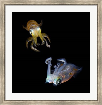Framed Sea Jewels Print