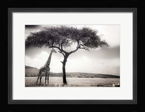 Framed Under The African Sun Print