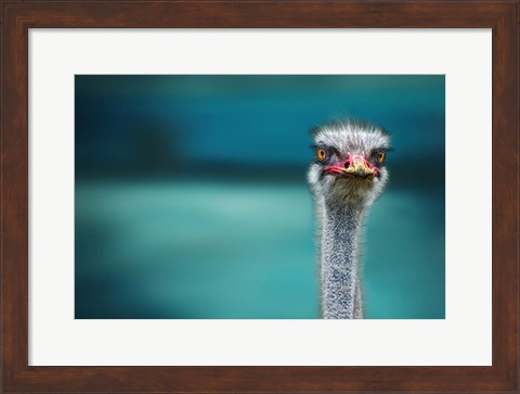Framed Ostrich Protecting Two Poor Chicken From The Wind Print