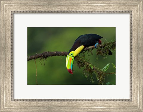 Framed Colors Of Costa Rica Print