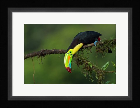 Framed Colors Of Costa Rica Print