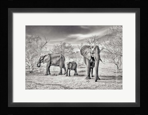 Framed Dry Season (BW) Print