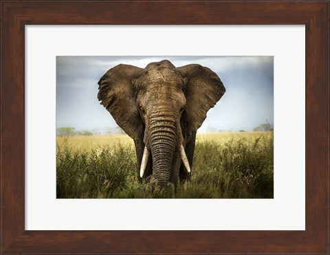 Framed Encounters In Serengeti Print