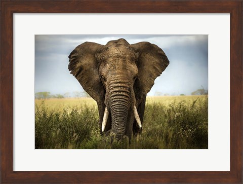 Framed Encounters In Serengeti Print