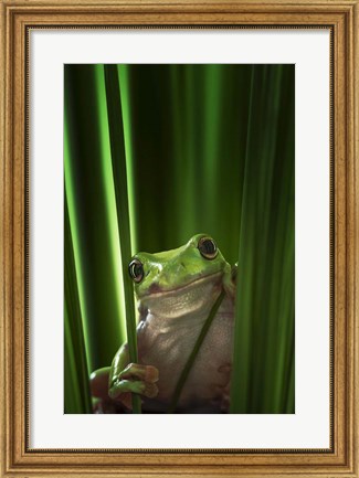 Framed Green Frog Print