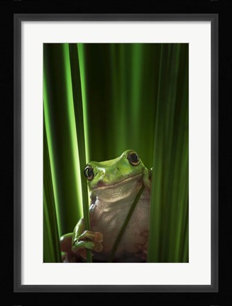 Framed Green Frog Print