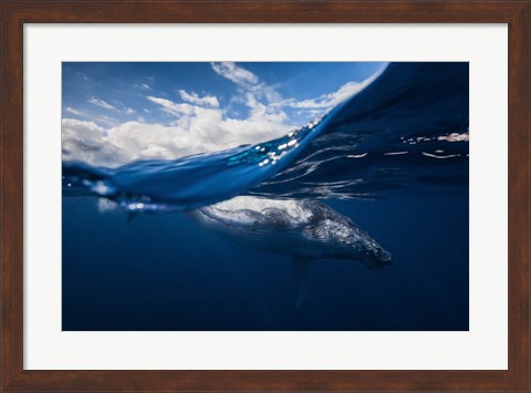 Framed Humpback Whale And The Sky Print