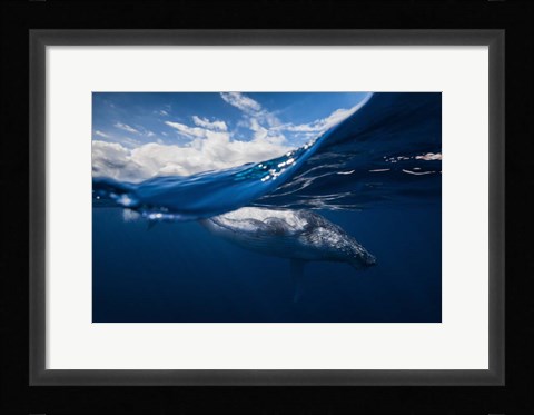 Framed Humpback Whale And The Sky Print