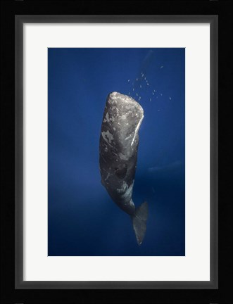 Framed Candle Sperm Whale Print