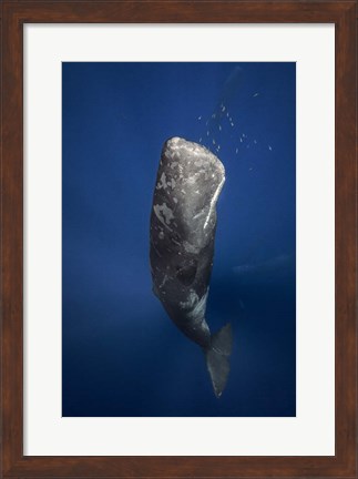 Framed Candle Sperm Whale Print