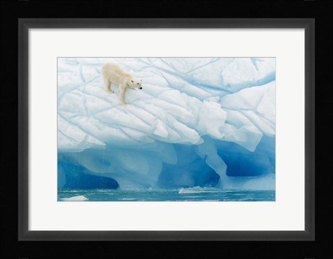 Framed Polar Bear Print