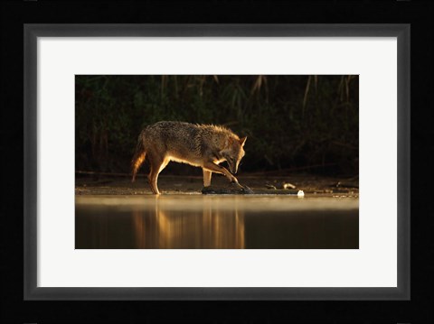 Framed Jackal Morning Play Print