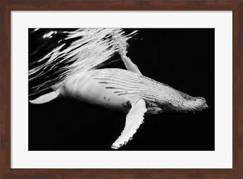 Framed Black &amp; Whale 2 Print
