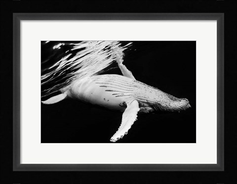 Framed Black &amp; Whale 2 Print