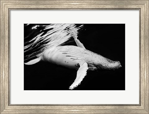 Framed Black &amp; Whale 2 Print