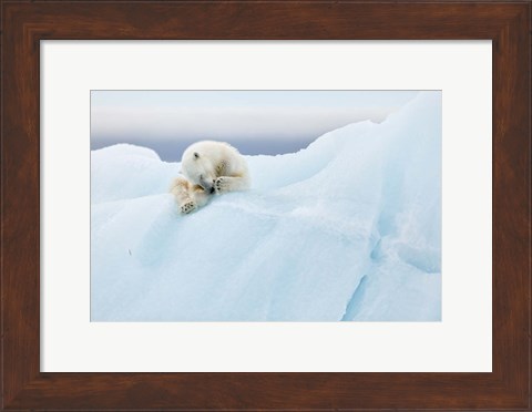 Framed Polar Bear Grooming Print
