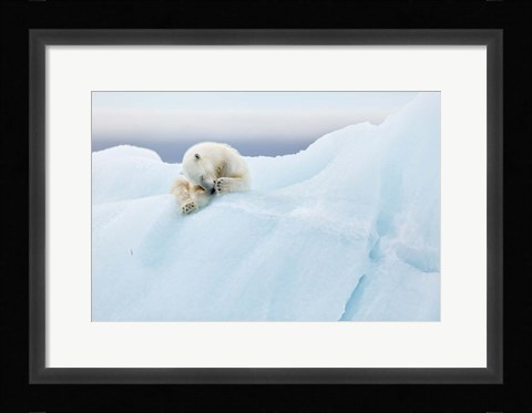 Framed Polar Bear Grooming Print