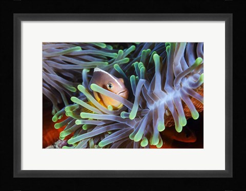 Framed Clownfish Print