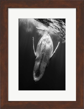 Framed Black &amp; Whale Print