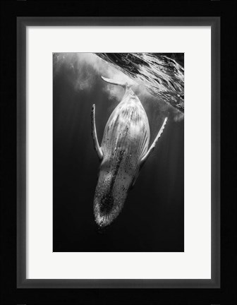 Framed Black &amp; Whale Print