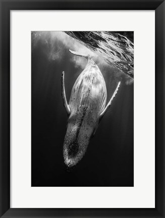 Framed Black &amp; Whale Print