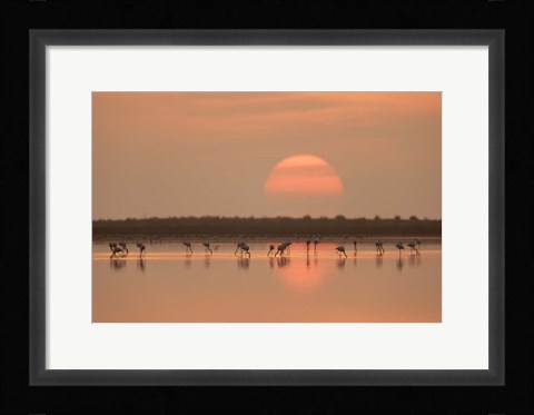 Framed Flamingos At Sunrise Print