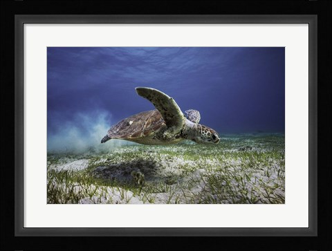 Framed Take Off Print