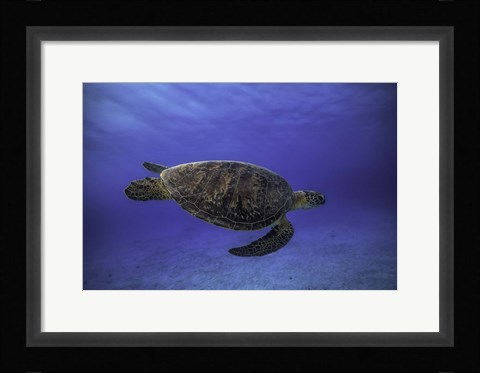 Framed Green Turtle In The Blue Print