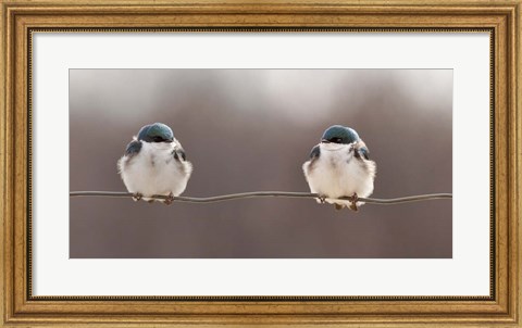 Framed Birds On A Wire Print