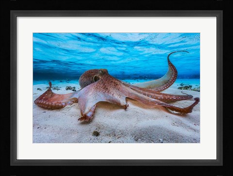 Framed Octopus Print
