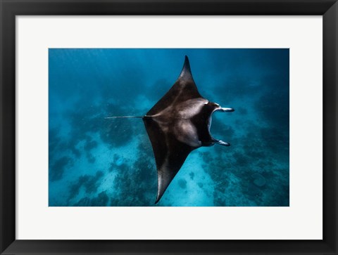 Framed Manta Fly! Print