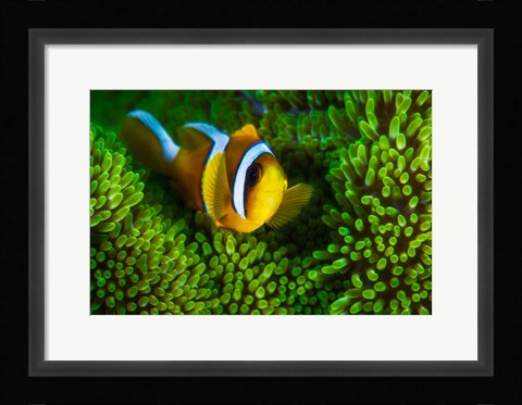 Framed Yellow Clownfish On Green Anemon Print