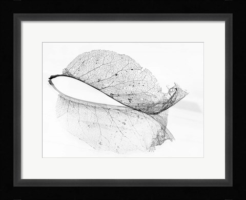 Framed Old Leaf Print