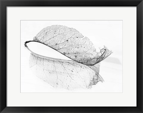 Framed Old Leaf Print
