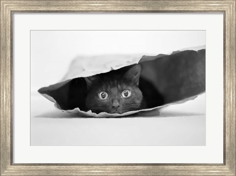 Framed Cat In A Bag Print