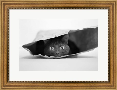 Framed Cat In A Bag Print