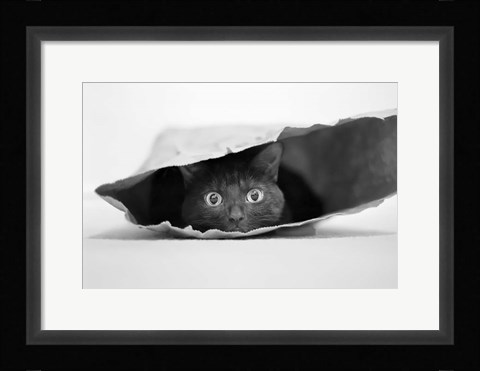 Framed Cat In A Bag Print