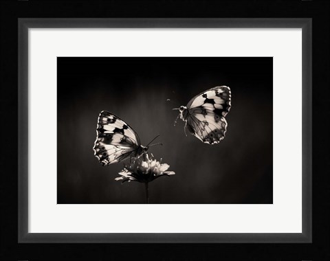 Framed Medioluto Nortea A Print