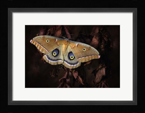 Framed Polyphemus Print