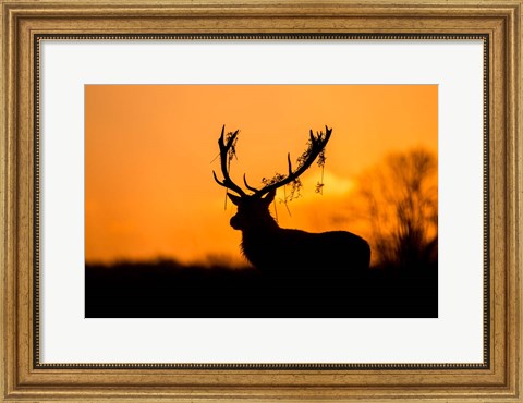 Framed Red Deer Stag Silhouette Print