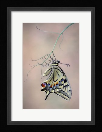 Framed Papallona Rei Print