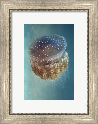 Framed Jellyfish - Phylorhiza Punctata Print